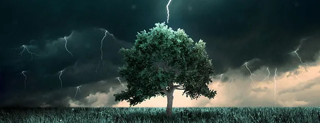 The Case of the Telltale Tree: Digital Sleuthing for Asset Recovery